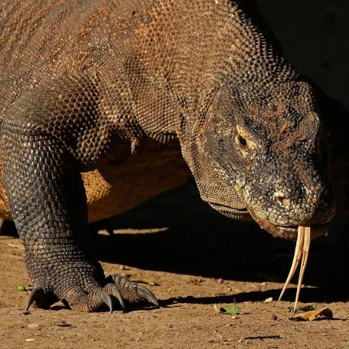 komodo