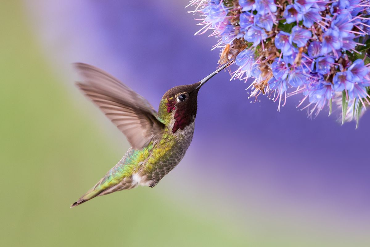 burung kolibri