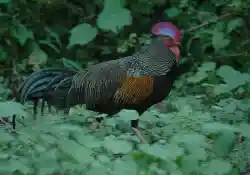 ayam hutan