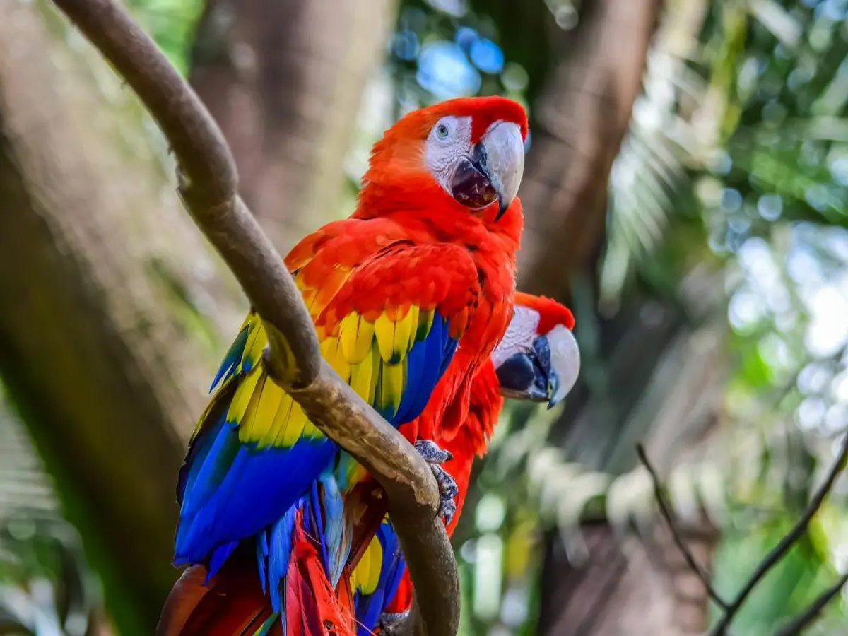 Burung Tropis