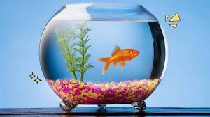 Ikan Air Dingin