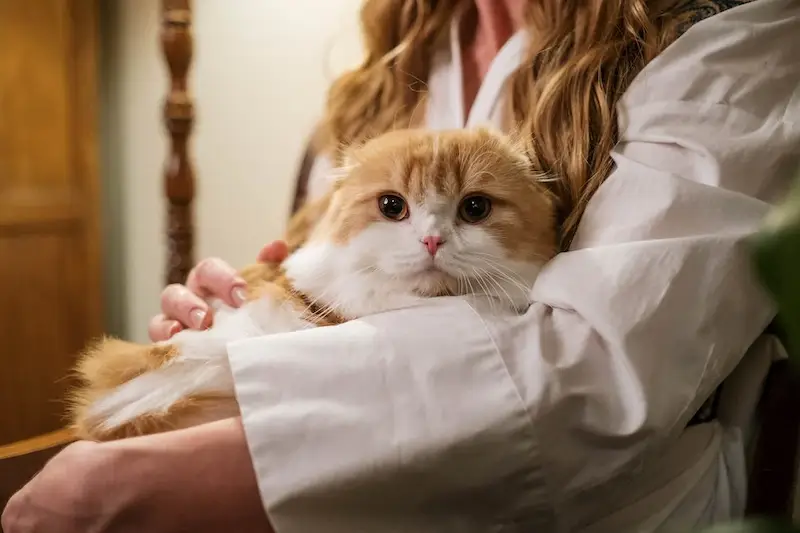 Pemilik Kucing